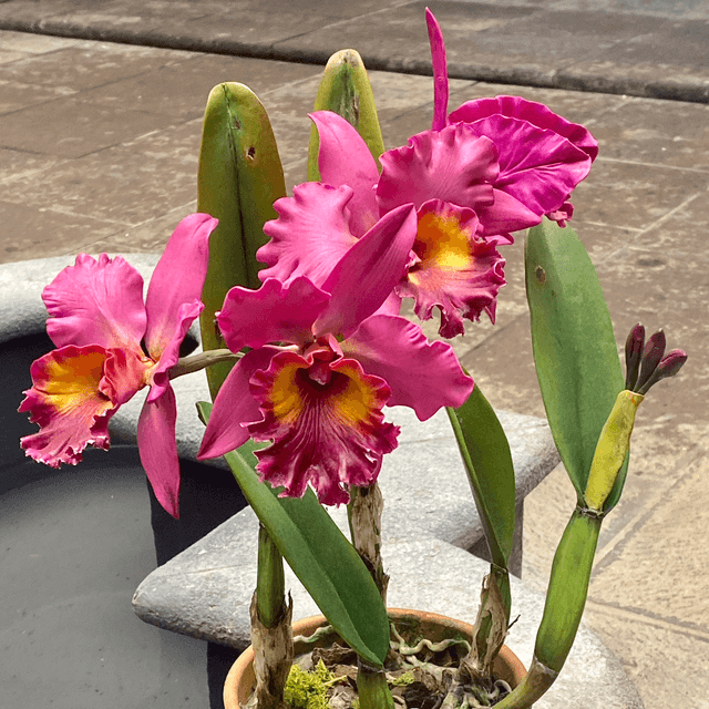 Orquídea Artesanal 4 flores / Color Fucsia