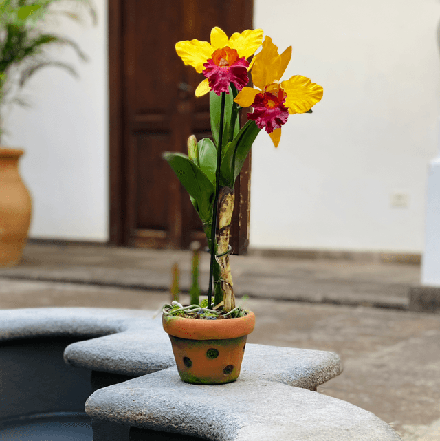 Orquídea Artesanal 2 flores / Color Amarillo